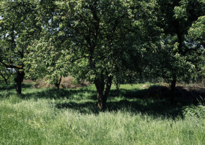 funfhausen obstgarten 002